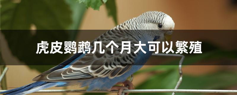 虎皮鹦鹉几个月大可以繁殖