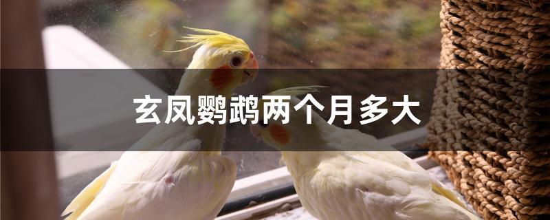 玄凤鹦鹉两个月多大