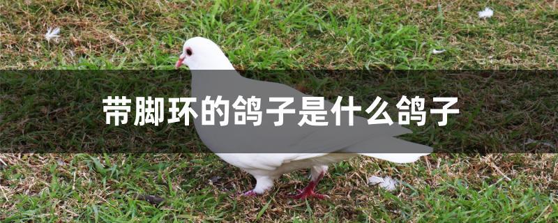 带脚环的鸽子是什么鸽子