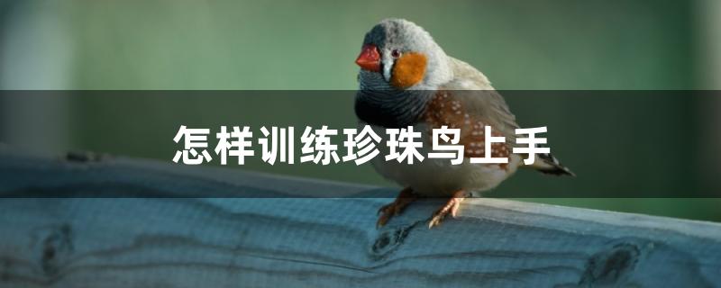 怎样训练珍珠鸟上手