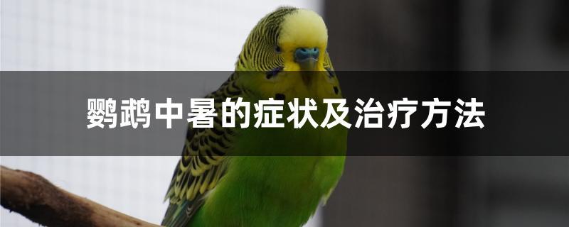 鹦鹉中暑的症状及治疗方法