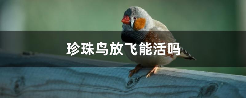 珍珠鳥放飛能活嗎