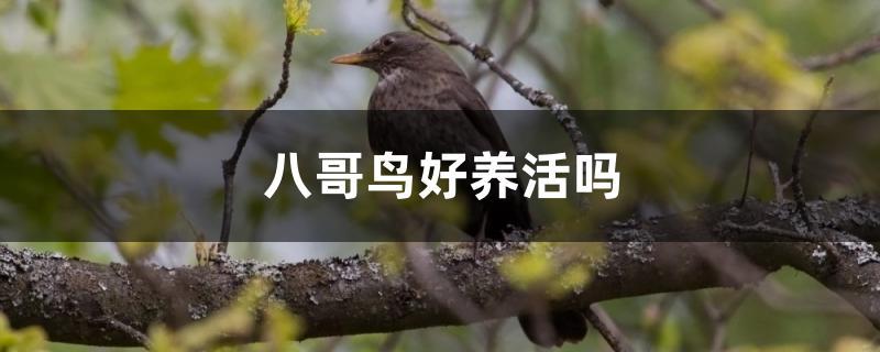 八哥鸟好养活吗