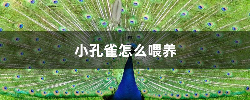 小孔雀怎么喂养