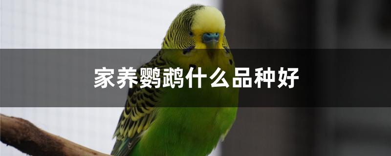 家养鹦鹉什么品种好