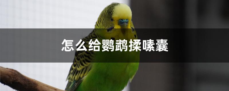 怎么给鹦鹉揉嗉囊