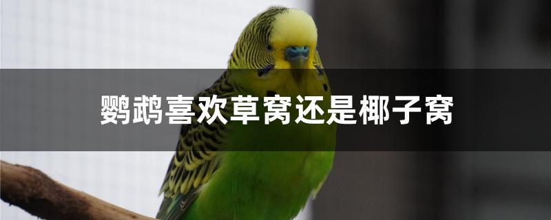 鹦鹉喜欢草窝还是椰子窝