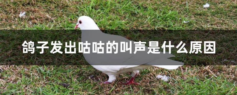 鸽子发出咕咕的叫声是什么原因