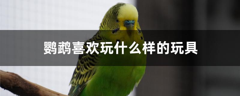 鹦鹉喜欢玩什么样的玩具