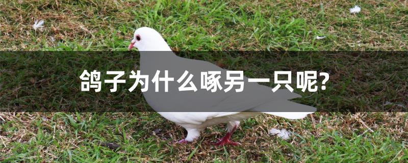 鸽子为什么啄另一只呢?