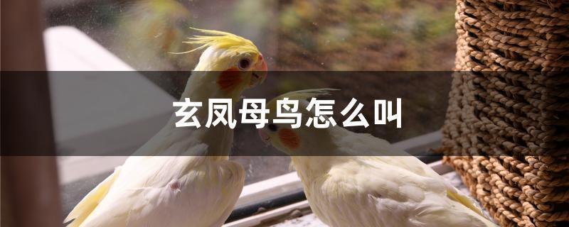 玄凤母鸟怎么叫