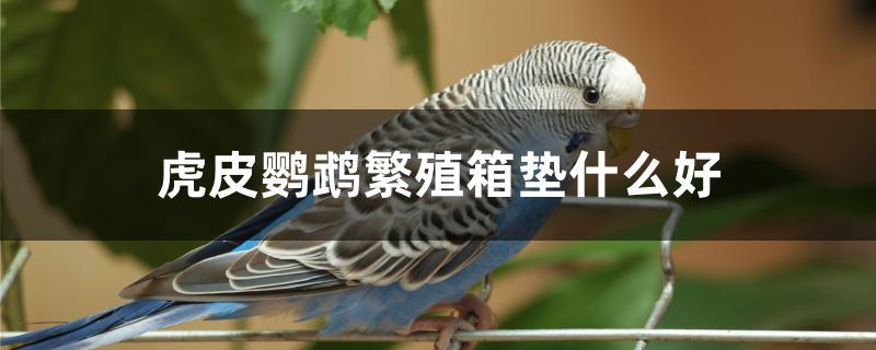 虎皮鹦鹉繁殖箱垫什么好