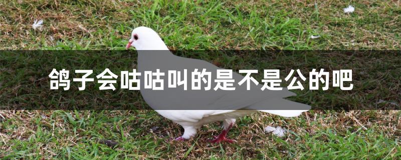 鸽子会咕咕叫的是不是公的吧