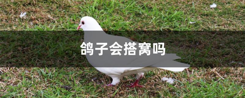 鸽子会搭窝吗