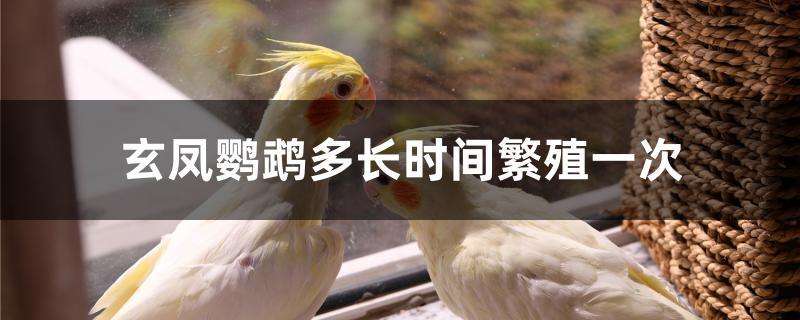 玄凤鹦鹉多长时间繁殖一次