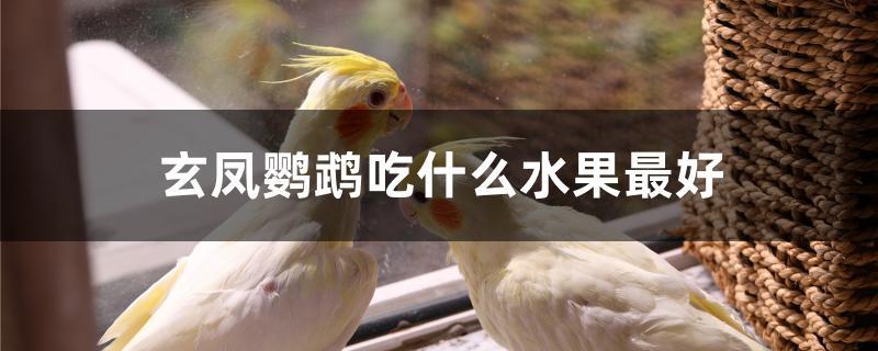 玄凤鹦鹉吃什么水果最好