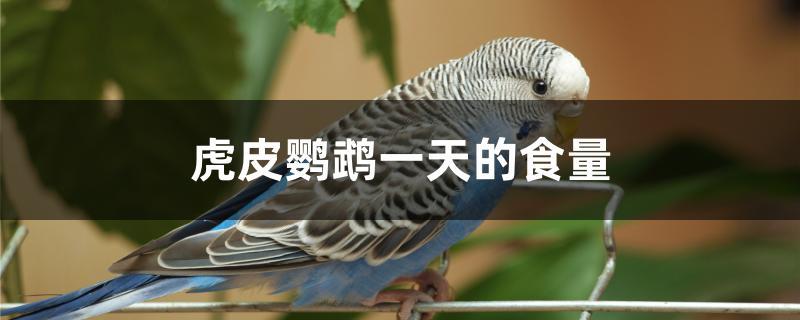 虎皮鹦鹉一天的食量