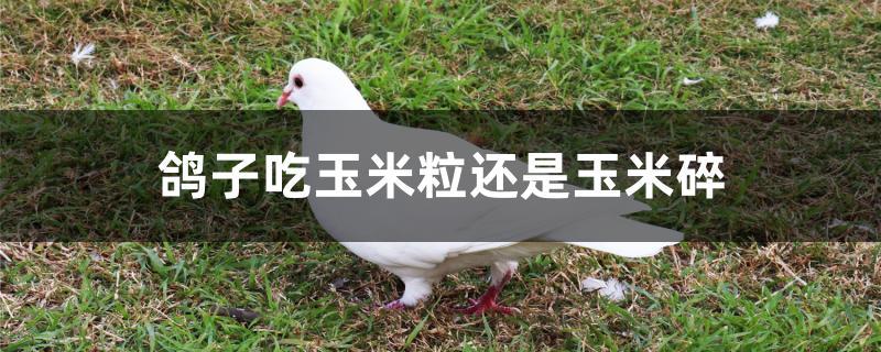 鸽子吃玉米粒还是玉米碎
