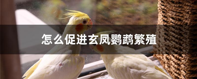 怎么促进玄凤鹦鹉繁殖