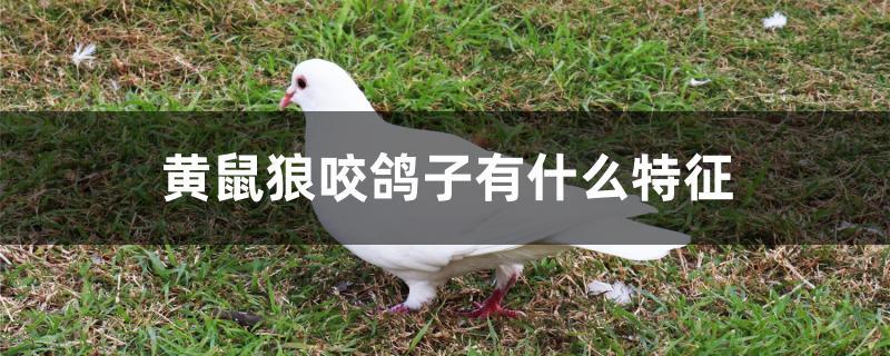 黄鼠狼咬鸽子有什么特征