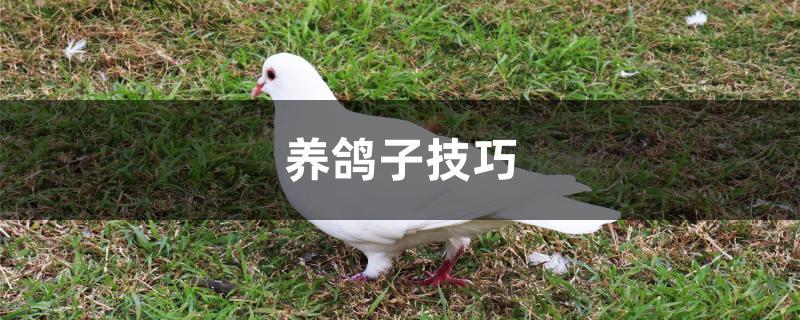 养鸽子技巧 养鸽子技巧