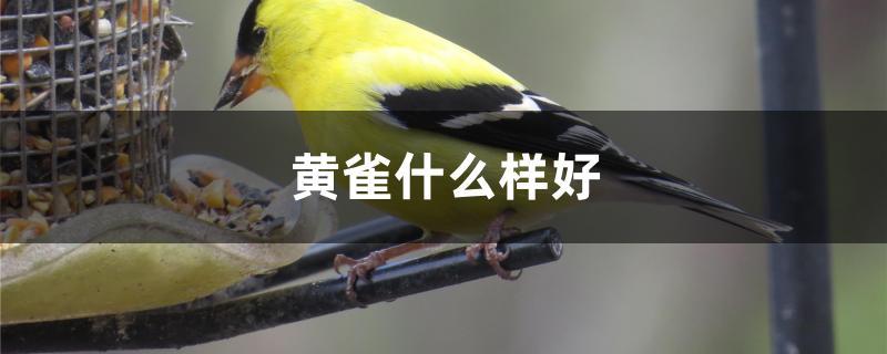 黄雀什么样好 黄雀什么样好