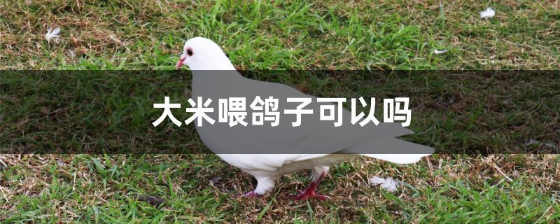 大米喂鸽子可以吗 大米喂鸽子可以吗