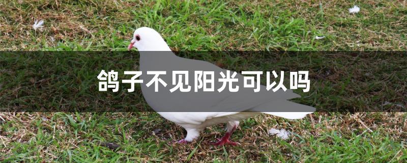 鸽子不见阳光可以吗 鸽子不见阳光可以吗