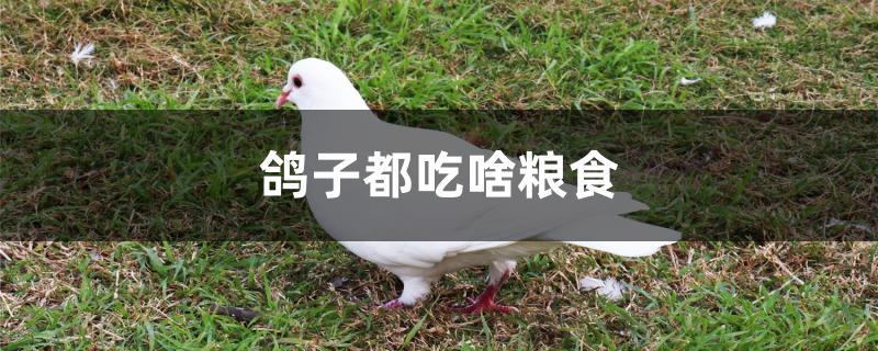 鸽子都吃啥粮食 鸽子都吃啥粮食