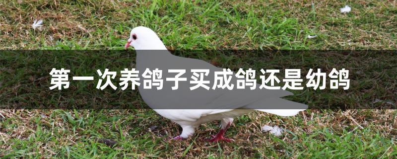 第一次养鸽子买成鸽还是幼鸽 第一次养鸽子买成鸽还是幼鸽