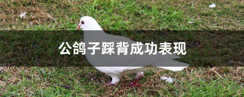 公鸽子踩背成功表现 公鸽子踩背成功表现