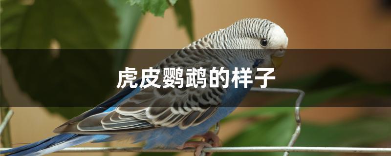 虎皮鹦鹉的样子 虎皮鹦鹉的样子
