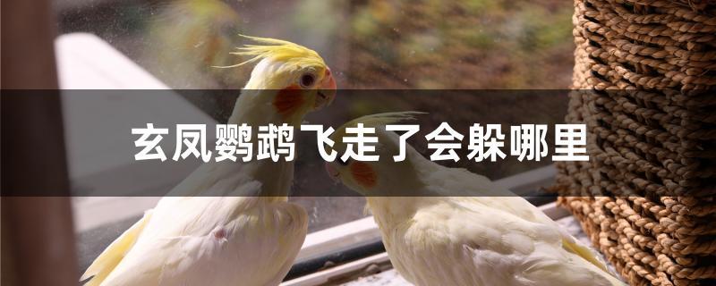 玄凤鹦鹉飞走了会躲哪里 玄凤鹦鹉飞走了会躲哪里