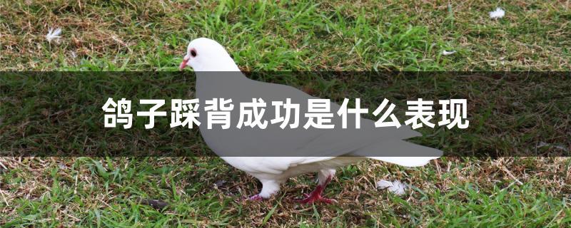 鸽子踩背成功是什么表现
