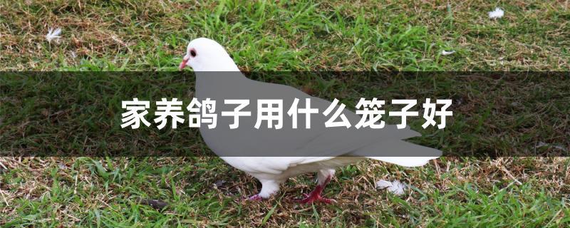 家养鸽子用什么笼子好 家养鸽子用什么笼子好