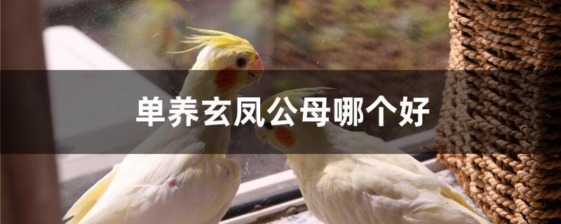 单养玄凤公母哪个好 单养玄凤公母哪个好