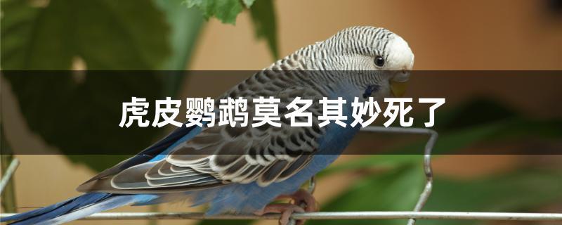 虎皮鹦鹉莫名其妙死了 虎皮鹦鹉莫名其妙死了