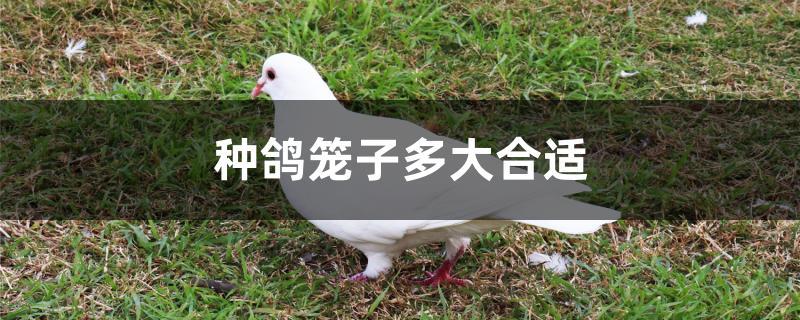 种鸽笼子多大合适 种鸽笼子多大合适