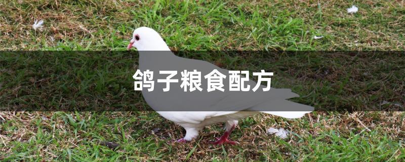 鸽子粮食配方 鸽子粮食配方
