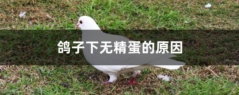 鸽子下无精蛋的原因 鸽子下无精蛋的原因