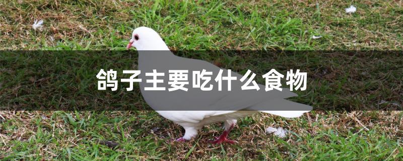 鸽子主要吃什么食物 鸽子主要吃什么食物
