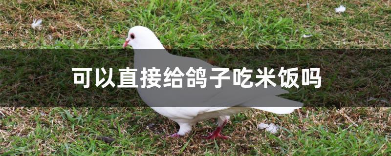 可以直接给鸽子吃米饭吗