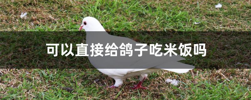 可以直接给鸽子吃米饭吗