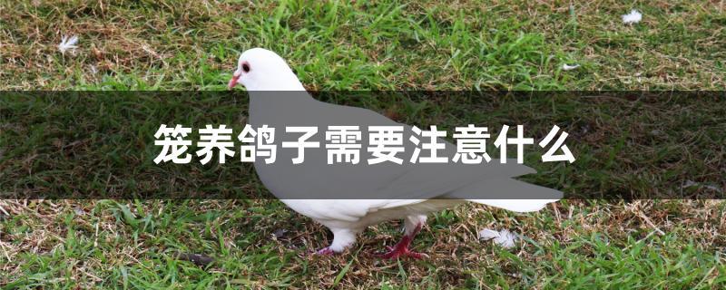 笼养鸽子需要注意什么 笼养鸽子需要注意什么