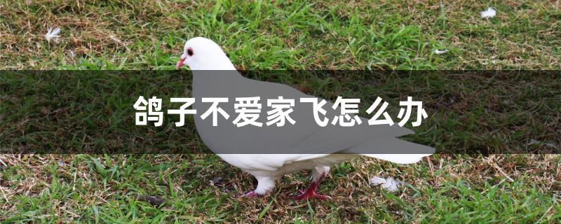 鸽子不爱家飞怎么办 鸽子不爱家飞怎么办