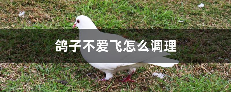 鸽子不爱飞怎么调理