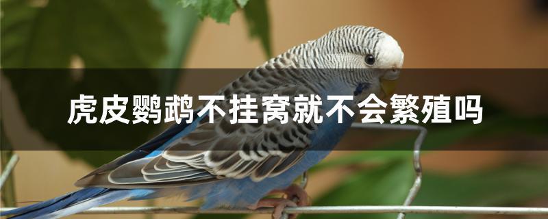虎皮鹦鹉不挂窝就不会繁殖吗 虎皮鹦鹉不挂窝就不会繁殖吗