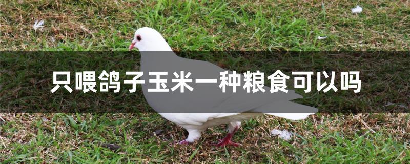 只喂鸽子玉米一种粮食可以吗