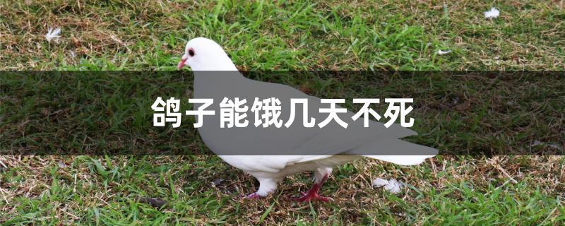 鸽子能饿几天不死