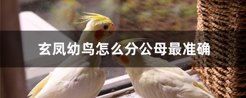 玄凤幼鸟怎么分公母最准确 玄凤幼鸟怎么分公母最准确